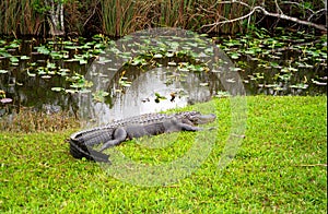 Alligator, Everglades National Park, USA