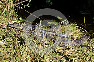 Alligator in Everglades park