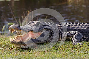 Alligator in Everglades park