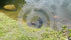 Alligator in Everglades park