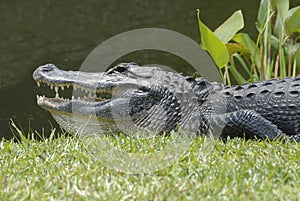 alligator