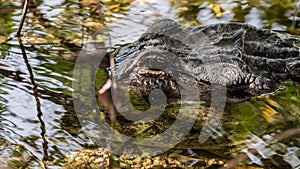 Alligator Eye, Everglades National Park, Florida