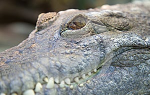 Alligator eye and jaws