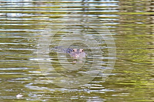 Alligator Eyes a Tourboat, Louisiana