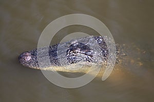 Alligator face