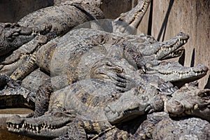 Alligator farm in Siem Reap in Cambodia