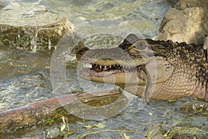 Alligator feeding