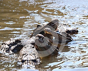 Alligator feeding frenzy at Gatorland