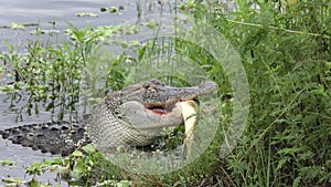 Alligator feeds on large fish