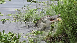 Alligator feeds on large fish in Florida wetlands