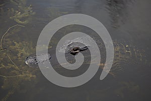 Alligator Floating By