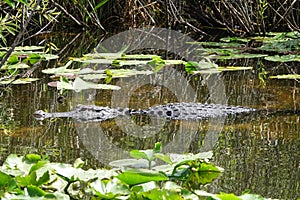 Alligator floating in Everglades National Park