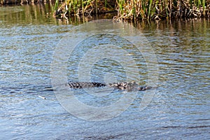 Alligator floating on the water in Everglades National Park, Florida Wetland, USA