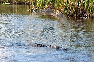 Alligator floating on the water in Everglades National Park, Florida Wetland, USA