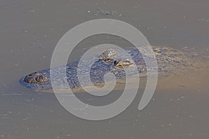 Alligator floating in a Wetland Pond