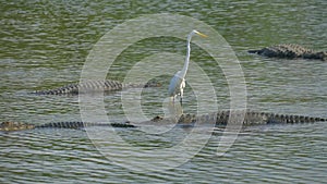 Alligator floats just above the water