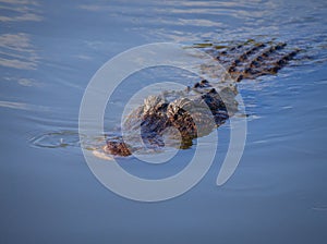 Alligator floats just above the water