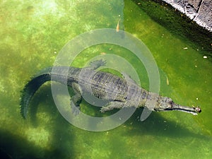 Alligator floats in the water