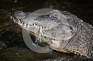 Alligator in Florida