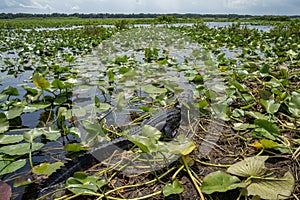 An Alligator in the Florida Everglades