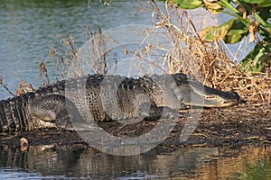 Alligator Florida Everglades