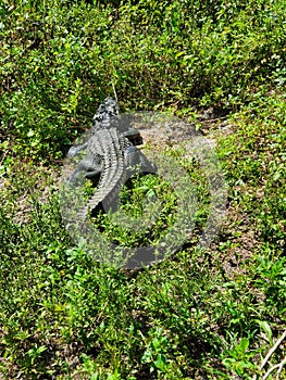 Alligator Florida everglades animal reptile plant