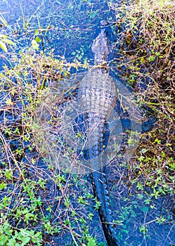 Alligator in Florida Everglades Swamp