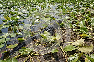 An Alligator in the Florida Everglades, United States