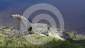 Alligator in Florida natural environment. Reptilian predator native to USA south on riverbank in Florida wetlands