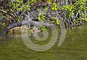 Alligator in Florida swamp