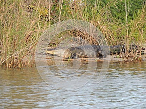 Alligator