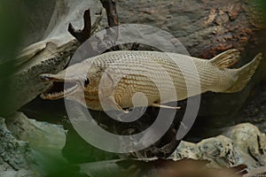 Alligator gar