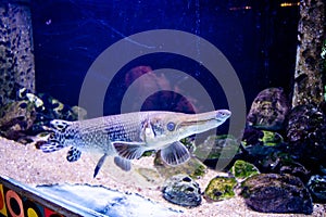 Alligator gar, Alligator Fish (Atractosteus spatula) swimming in the big aquarium. Aquarium Island CafÃ©,