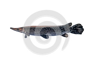 Alligator Gar