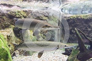 Alligator Gar