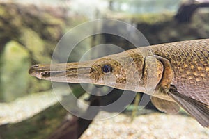 Alligator Gar