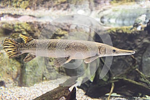 Alligator Gar