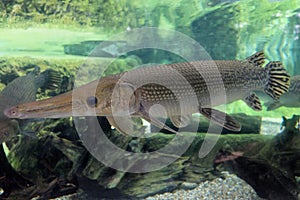 Alligator Gar in Aquarium