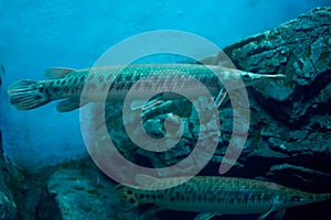 Alligator gar in aquarium. Wildlife animal.