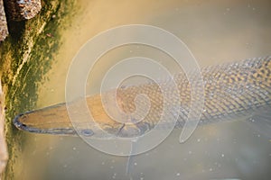 Alligator gar (Atractosteus spatula) fish is swimming in the pond at the garden