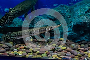 Alligator Gar