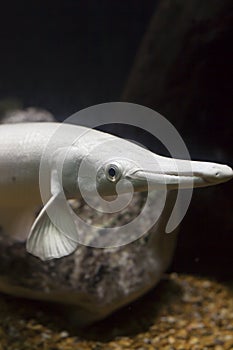 Alligator Gar