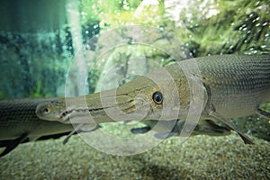 Alligator Gar