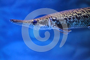 Alligator gar