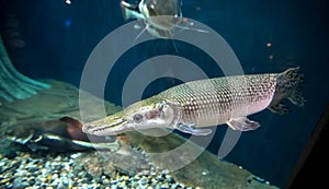 Alligator gar fish