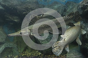 Alligator gar fish in aquarium