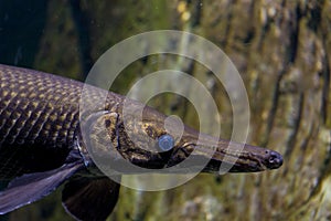 Alligator gar fish in aquarium tank