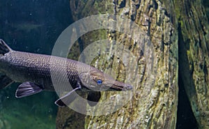 Alligator gar fish in aquarium tank