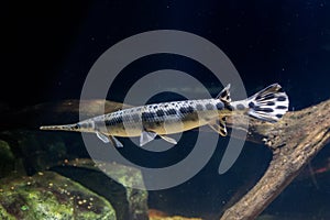 Alligator gar fish underwater close up macro