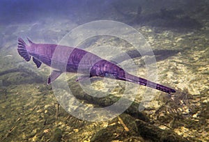 Alligator Gar Frontal Approach